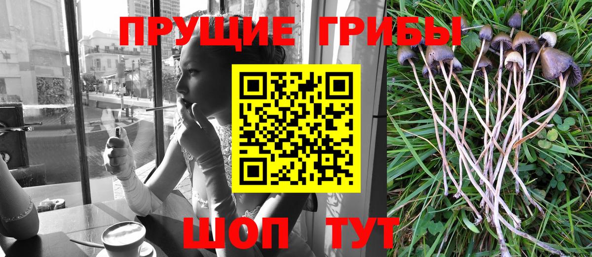 наркотики  Псилоцибиновые грибы ЛСД  Вход с VPN  Гурьевск 